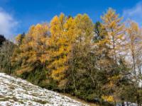 Leuchtende Lärchenreihe am Berghang